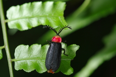 Vesta chevrolati