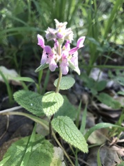 Stachys rigida quercetorum