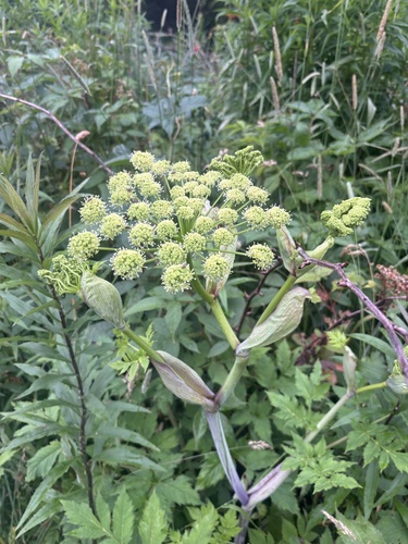 Angelica triquinata, photograph 2