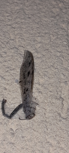 Spotted-wing antlion