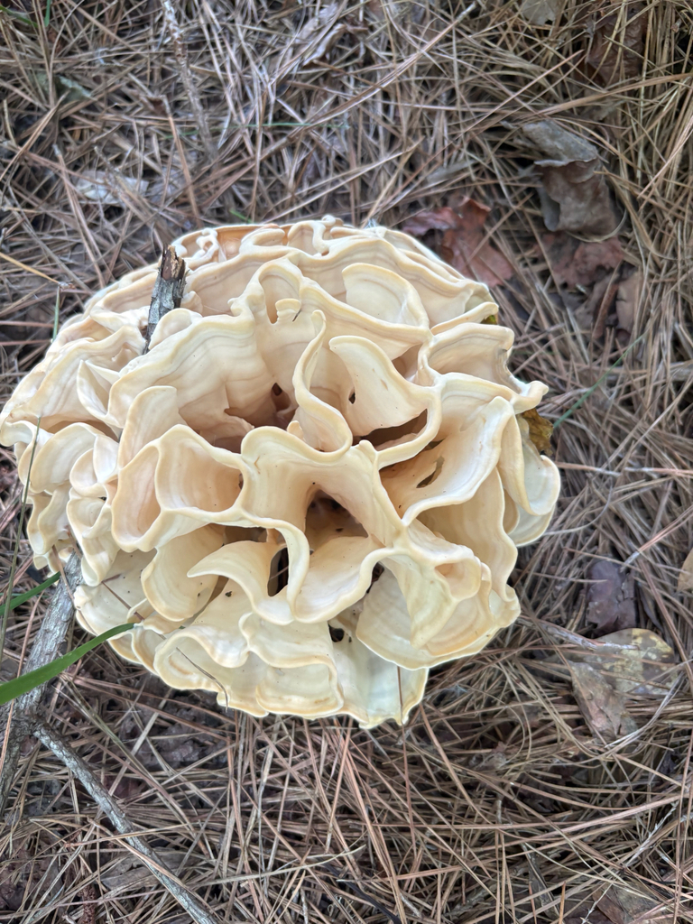 Eastern cauliflower mushroom · July 2026 · photo: Photo: (c) Hayes Valentine, some rights reserved (CC BY) · iNaturalist