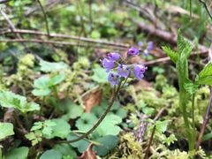 Veronica regina-nivalis