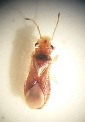Thaumastocoris peregrinus