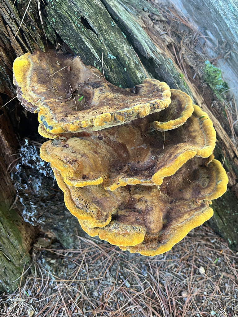 Phaeolus hispidoides · July 2026 · photo: Photo: no rights reserved · iNaturalist
