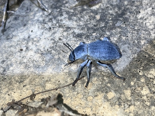 Asbolus mexicanus