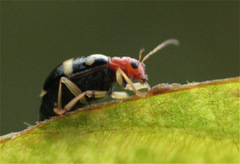 Gynandrobrotica