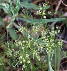 Ammoselinum popei