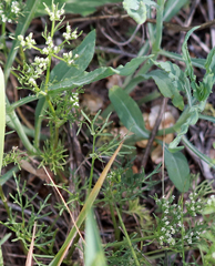 Ammoselinum popei
