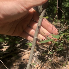 Zelkova serrata, photograph (c) Andrew Conboy, some rights reserved (CC BY)