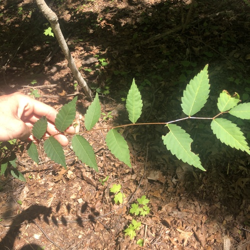 Zelkova serrata, photograph 1