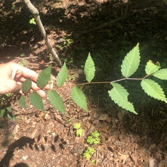 Zelkova serrata, photograph (c) Andrew Conboy, some rights reserved (CC BY)