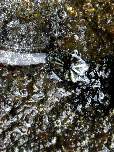 Siphonaria maura observed 2026-07-22