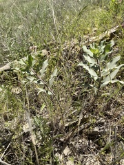 Asclepias viridiflora
