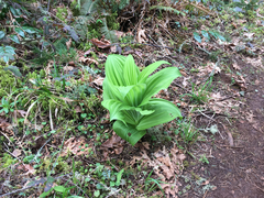Veratrum insolitum