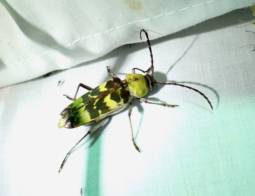 Megacyllene antennata