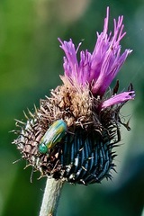 Diabrotica longicornis
