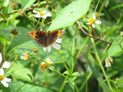 Junonia neildi varia