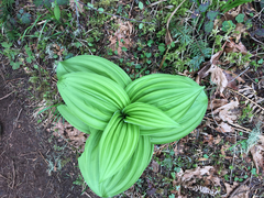 Veratrum insolitum