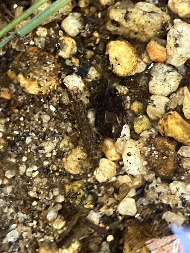 iNaturalist observation photo of Winged and Once-winged Insects
