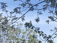 Bombycilla cedrorum