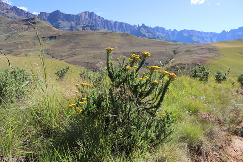 Phymaspermum acerosum, photograph 2