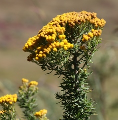 (c) Tony Rebelo, some rights reserved (CC BY-SA) Phymaspermum acerosum, photograph (c) Tony Rebelo, some rights reserved (CC BY-SA)