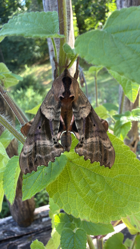Blinded Sphinx, photographed at Kingfisher Hollow