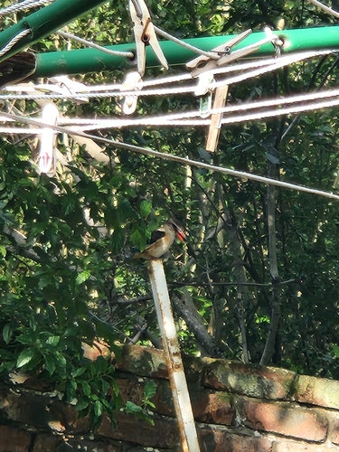 iNaturalist image