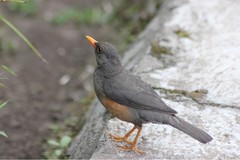 Turdus abyssinicus