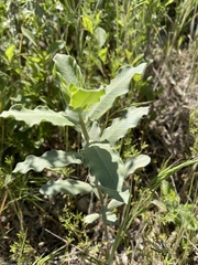 Asclepias viridiflora