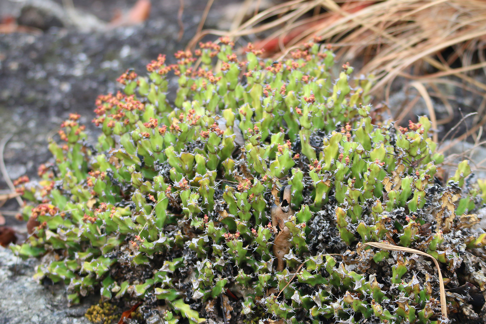 Euphorbia jubata