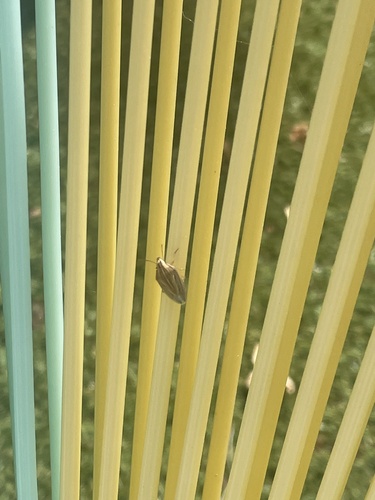 Bishop's Mitre Shield Bug