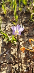 Convolvulus pentapetaloides