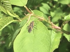 Boisea trivittata