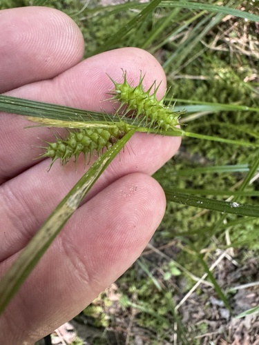 Carex baileyi observed 2026-07-23