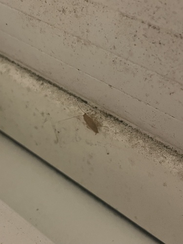 Variable Cockroach