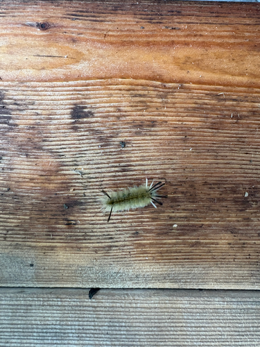 Banded Tussock Moth
