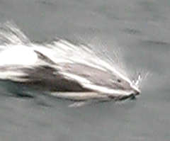 Sagmatias australis