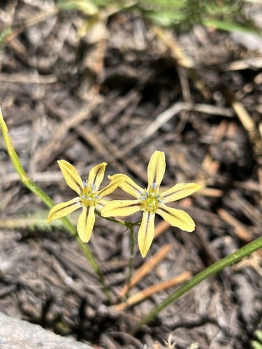 Triteleia ixioides