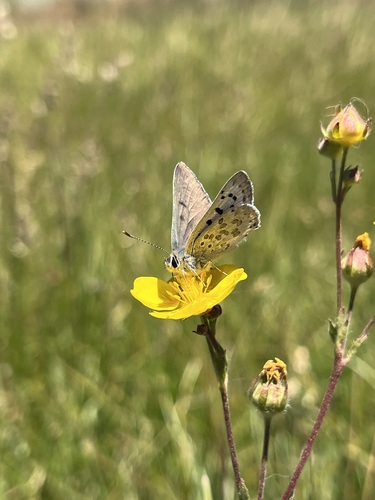 iNaturalist observation photo of Tharsalea