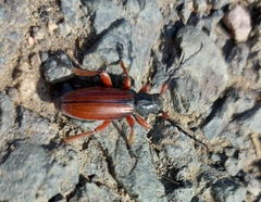 Dorcadion fulvum