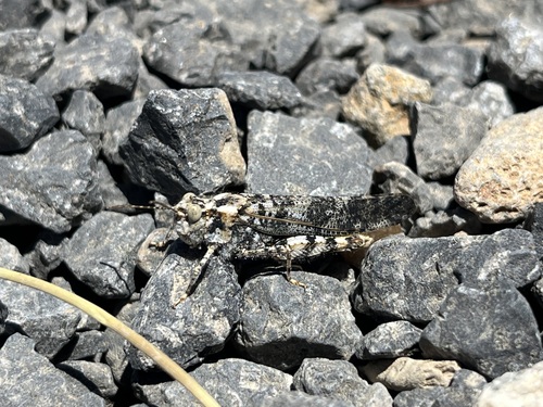 iNaturalist observation photo of Dancing Grasshopper