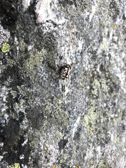 Calligrapha confluens