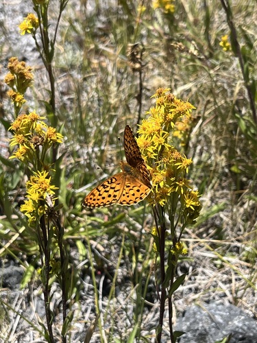 iNaturalist observation photo of Greater Fritillaries