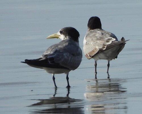 iNaturalist image