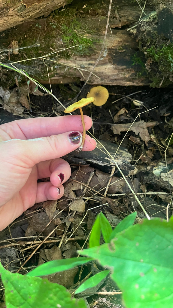 Yellow Deer Mushroom · July 2026 · photo: Photo: no rights reserved · iNaturalist