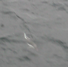 Sagmatias australis