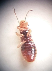 Thaumastocoris peregrinus