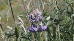 Lupinus excubitus austromontanus