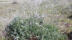 Lupinus excubitus austromontanus